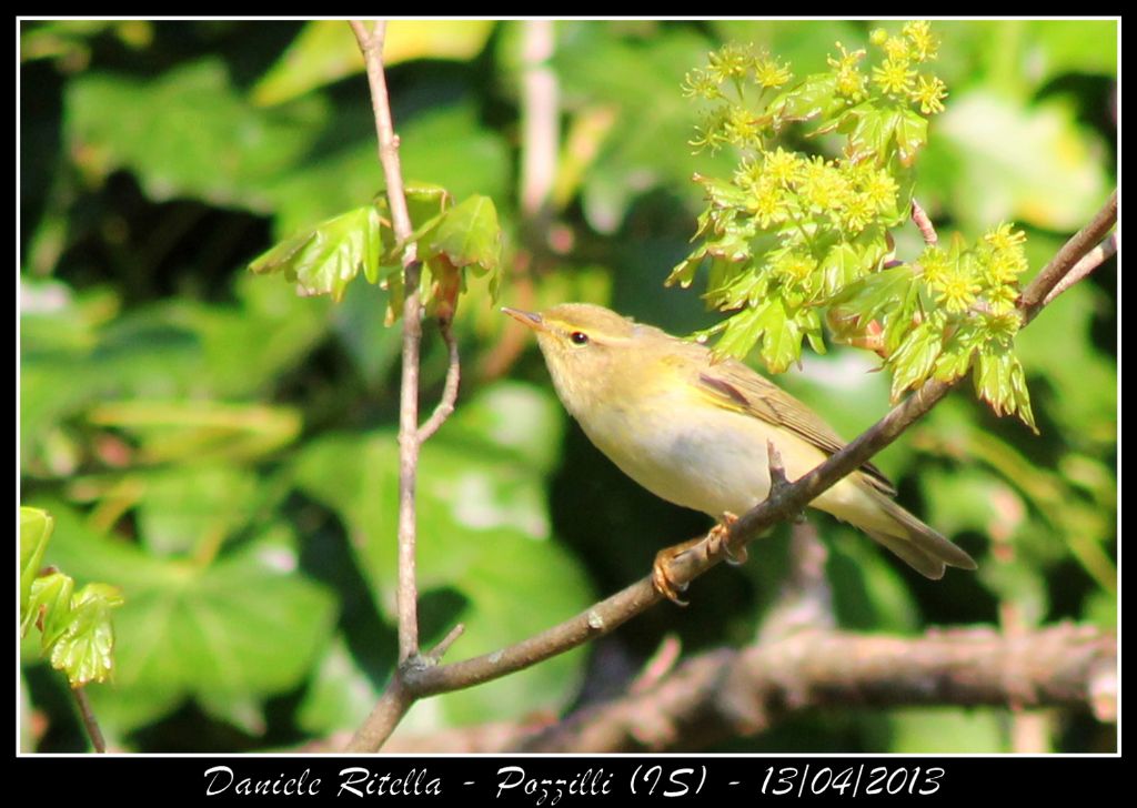 Lu� piccolo o lu� grosso???